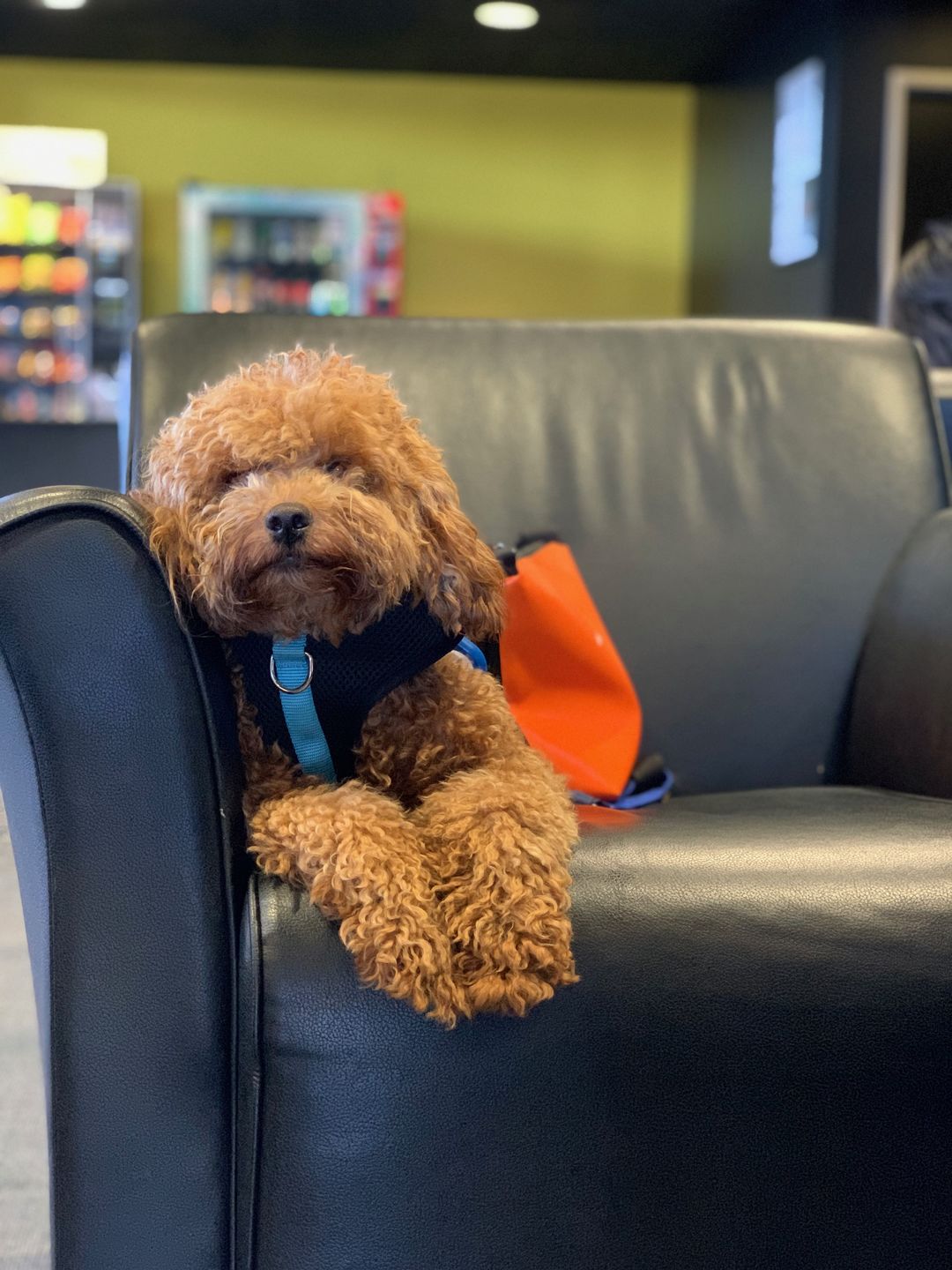 Customer photo review of Color-Block Padded Harness