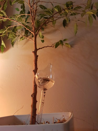 Customer photo review of Mon petit oiseau