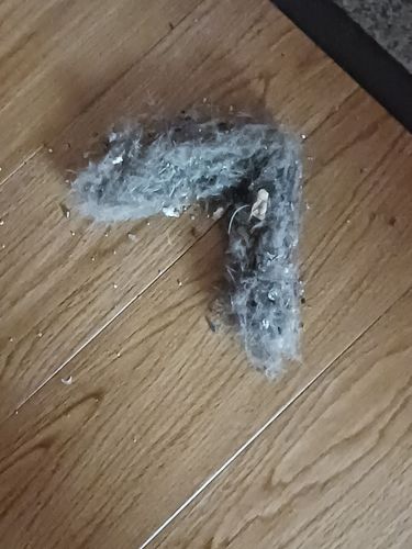 Customer photo review of Lint and Pet Hair Remover Brush