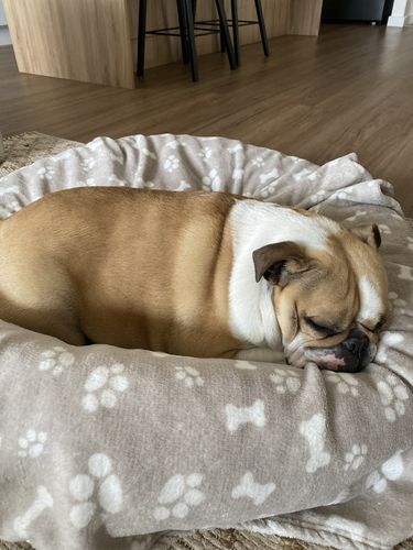 Customer photo review of Hemp Seed Oil for Dogs (200ml)