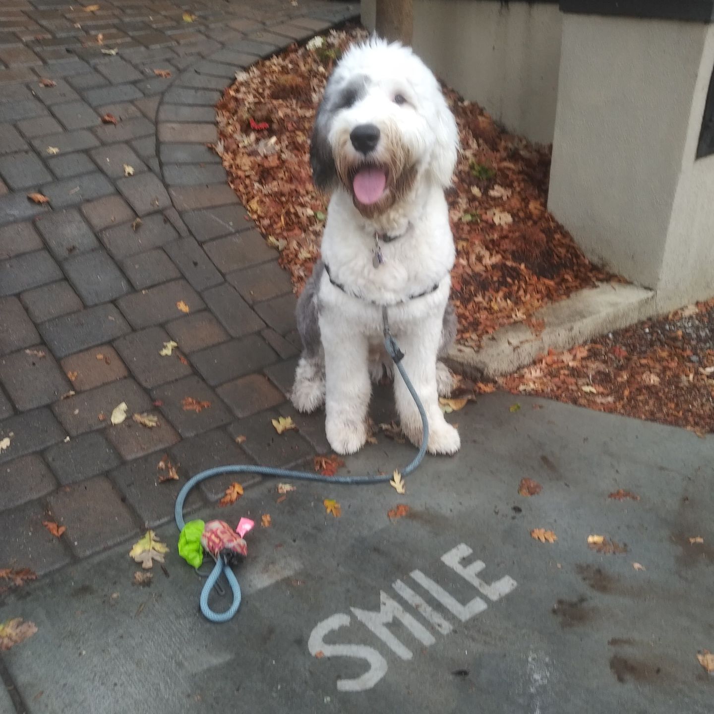 Customer photo review of Invisible Spray 2.0 Starter Kit (10-15 sq ft)