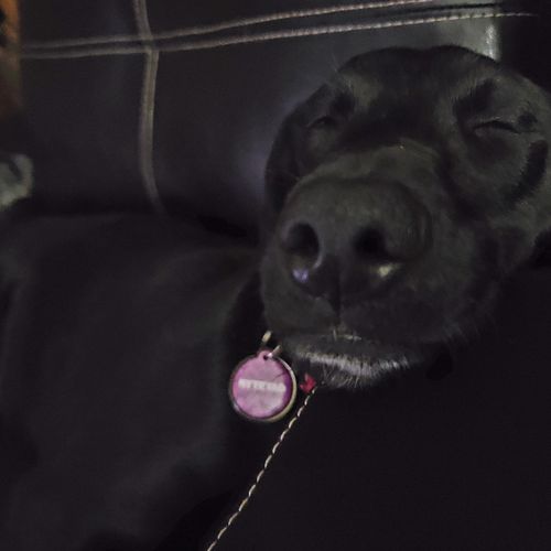 Customer photo review of Woof Pack