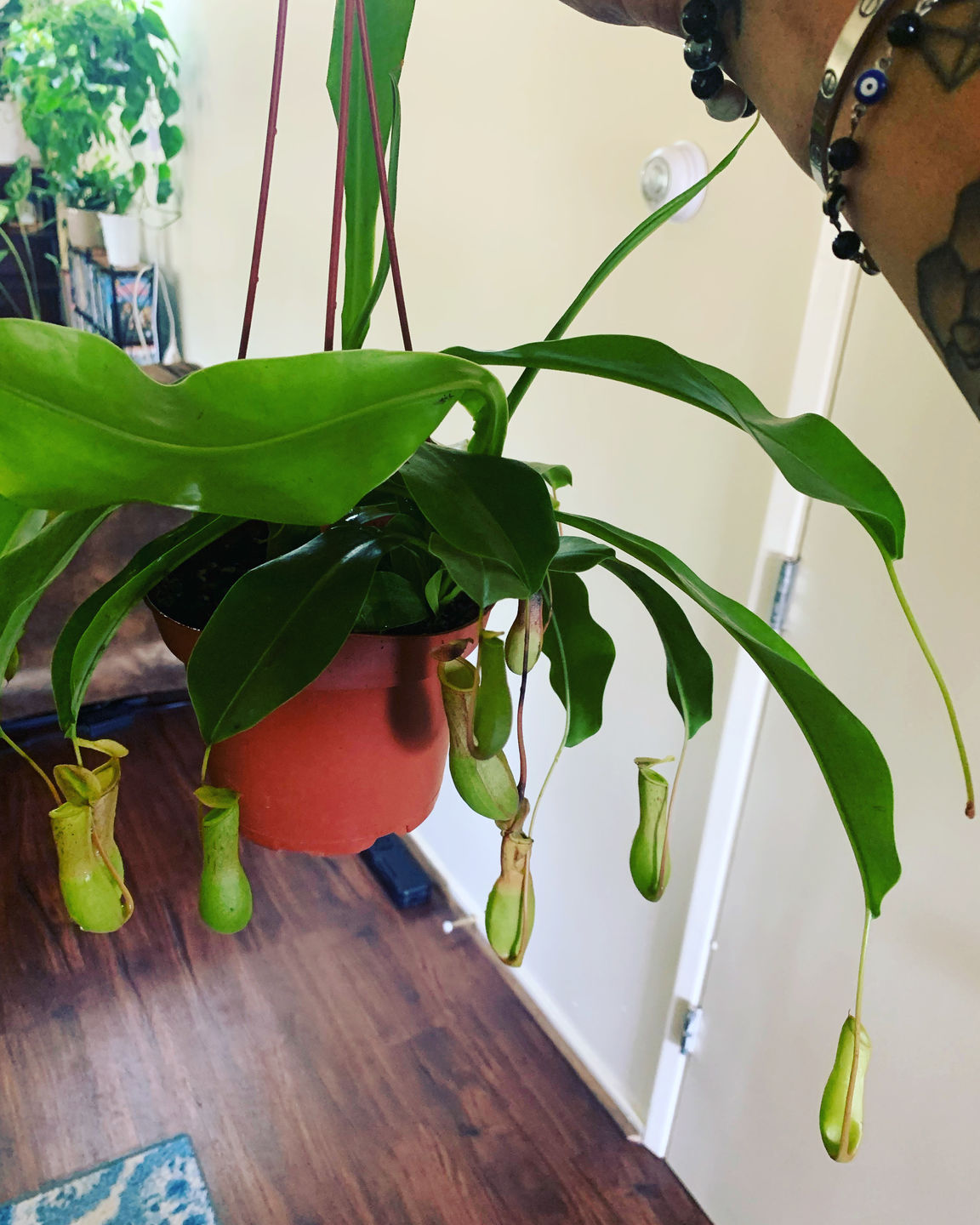 Customer photo review of 5" Carnivorous Nepenthes 'Alata' Hanging Basket