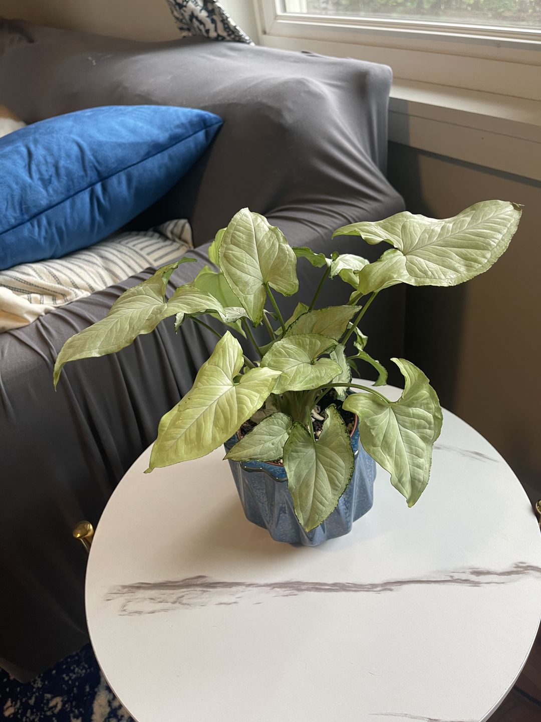 Customer photo review of 4" Syngonium podophyllum 'Holly M'