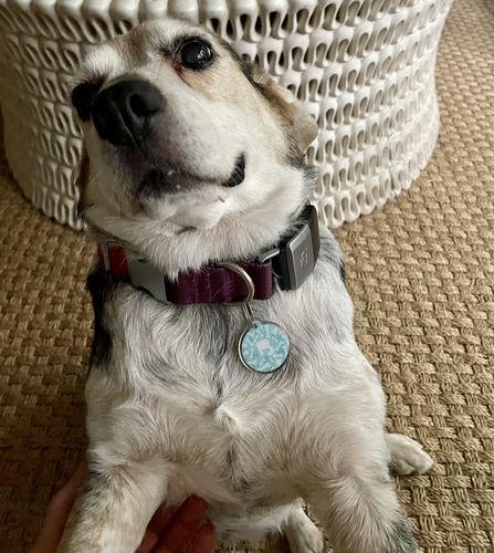 Customer photo review of Paw & Bones