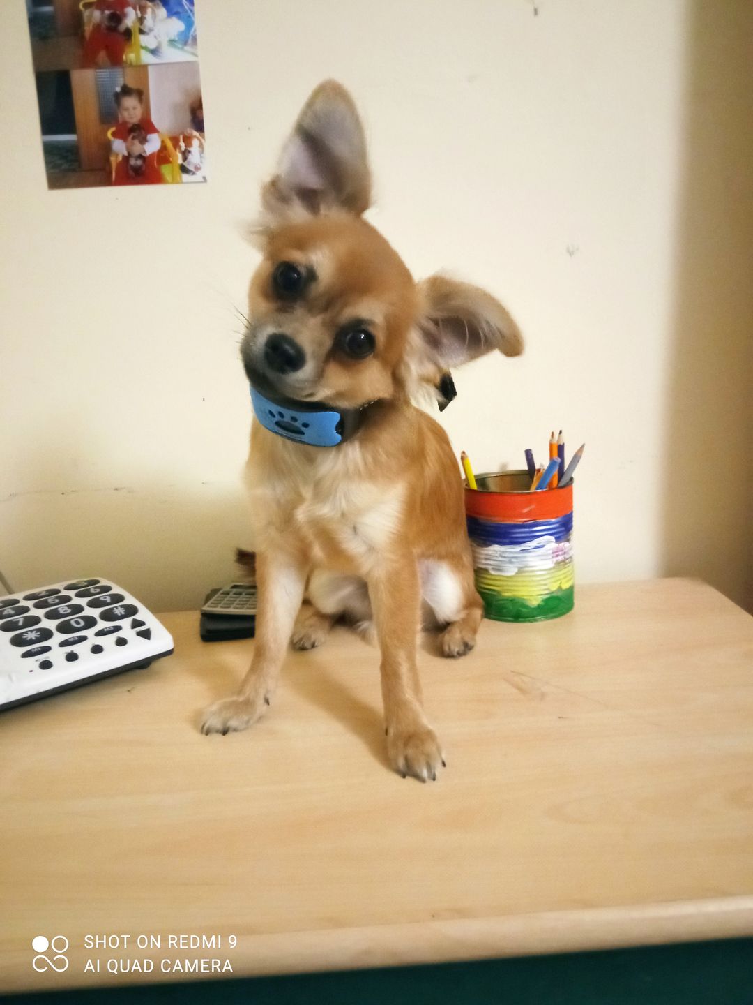 Customer photo review of Collier Anti Aboiement PuppySafe