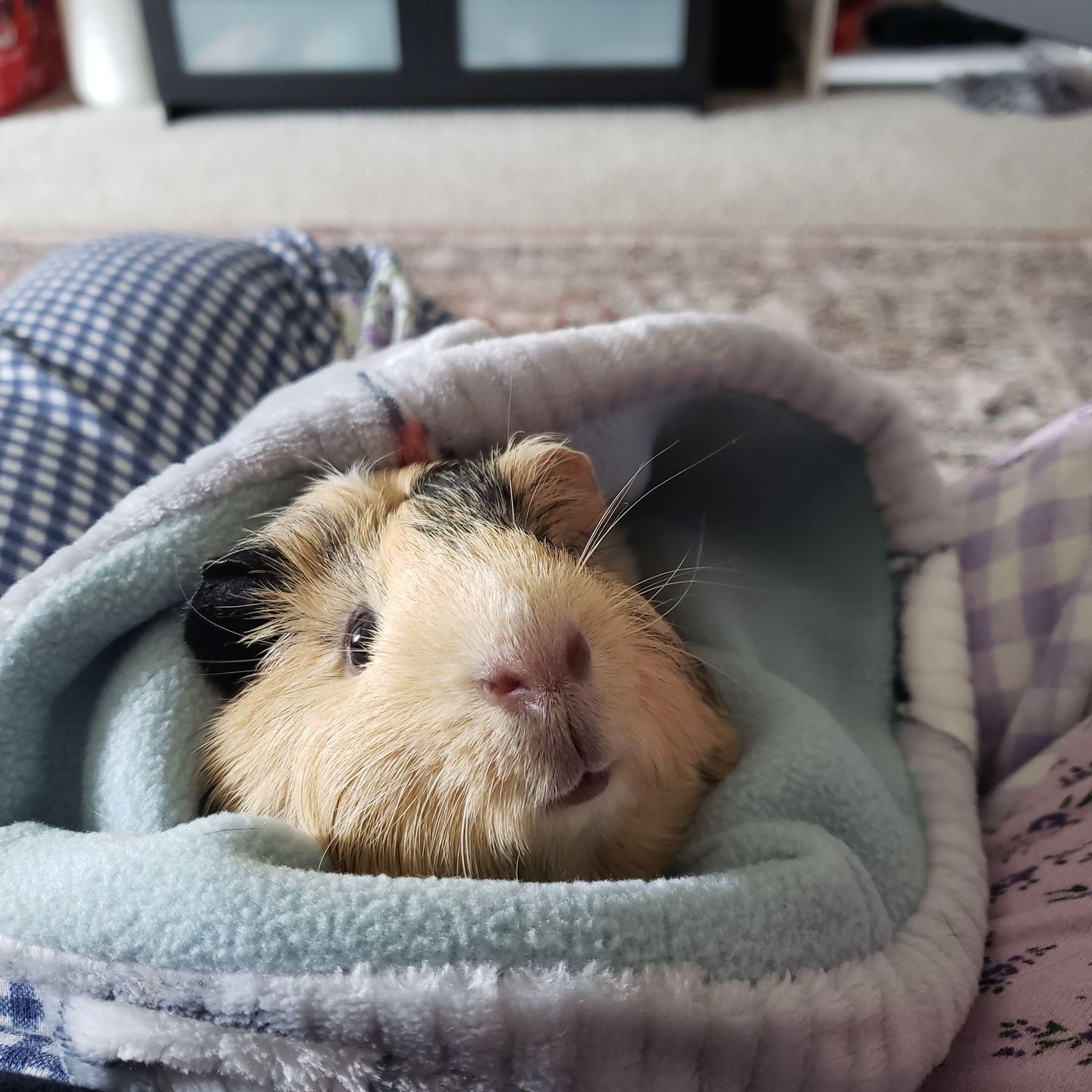 Customer photo review of Offbeat - Piggy Play Package