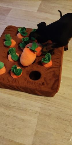 Customer photo review of Pet Carrot Farm