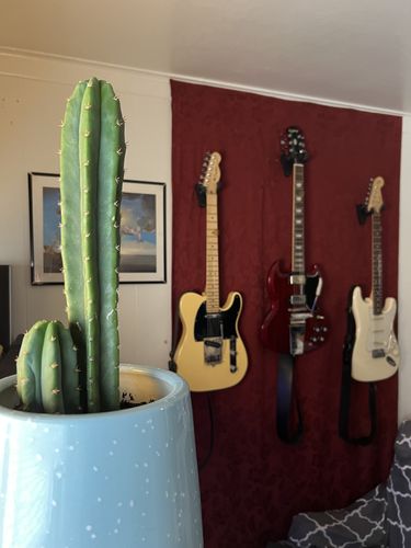 Customer photo review of San Pedro Cactus | Echinopsis pachanoi