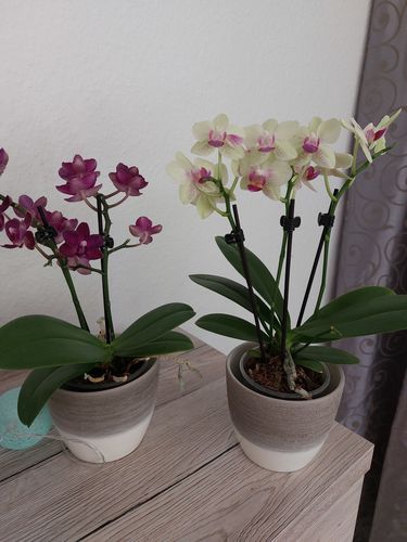 Customer photo review of Table Dance Sunny mit gelben Blüten und rosa Lippe und 3+ Stielen