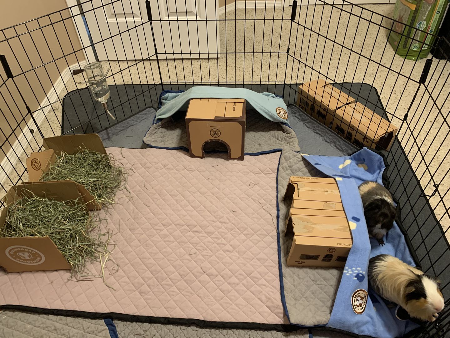 Customer photo review of GuineaDad Nourish Series - Herbal Supplement Healthy Treats for Guinea Pigs
