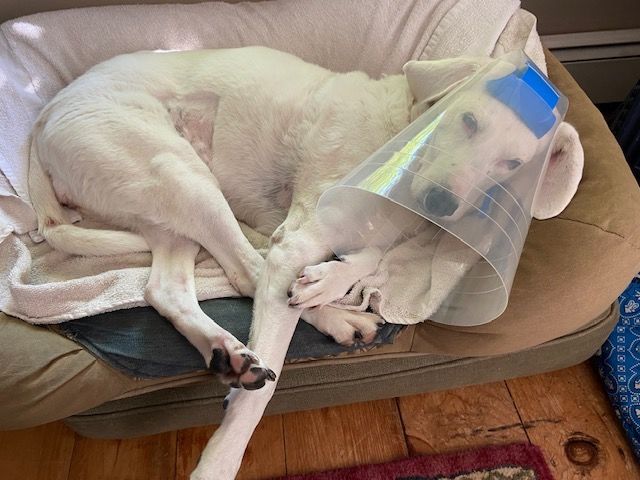 Customer photo review of NovaGuard Recovery Collar