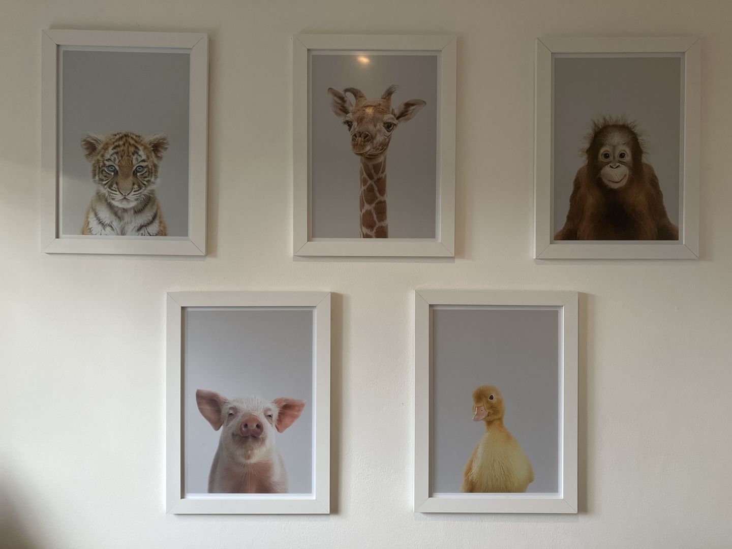 Customer photo review of Giraffe Art Print