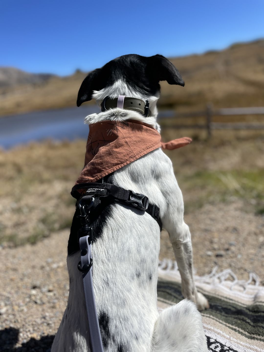 Customer photo review of Denali Center Ring Collar
