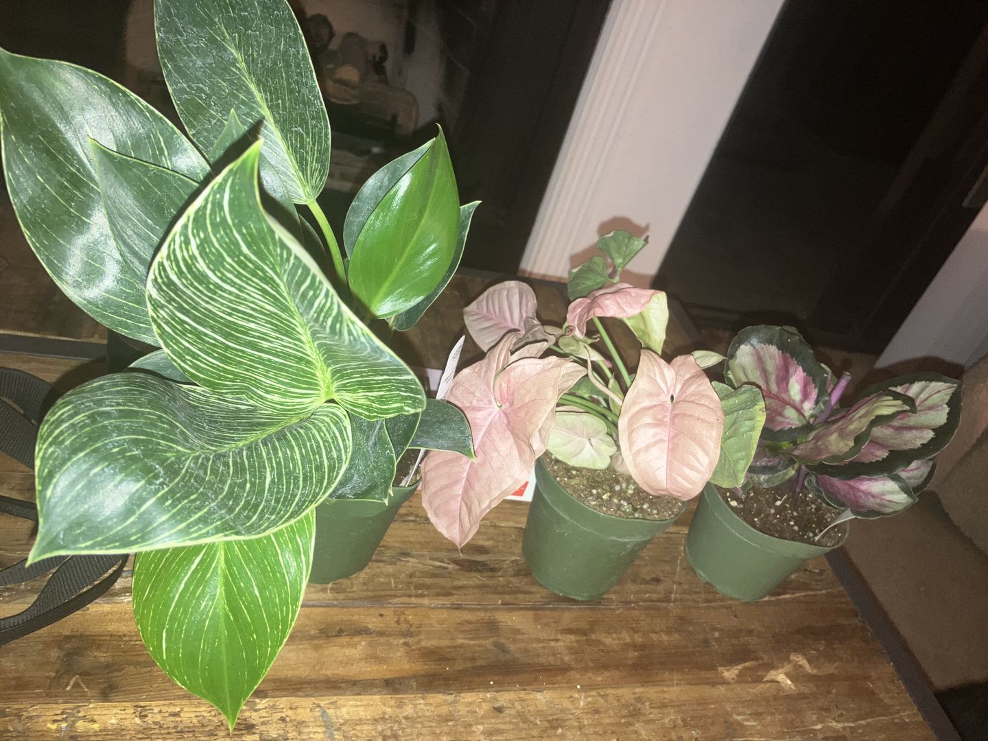 Customer photo review of 4" Syngonium podophyllum 'Neon Robusta'