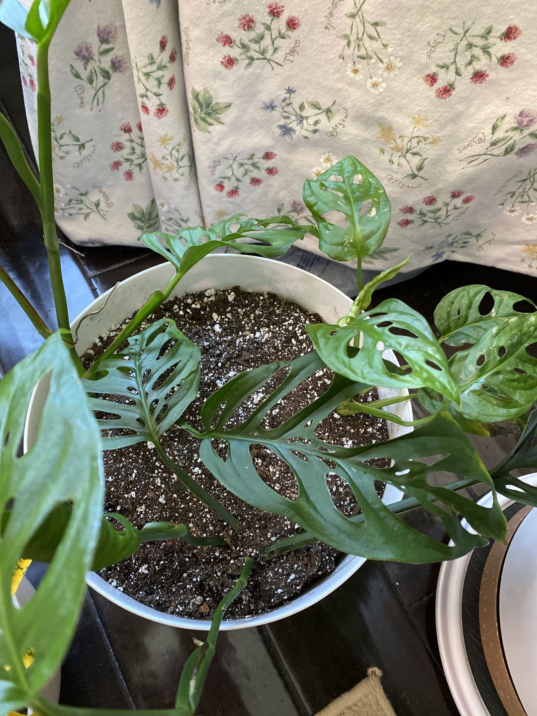 Customer photo review of Ancient Soil