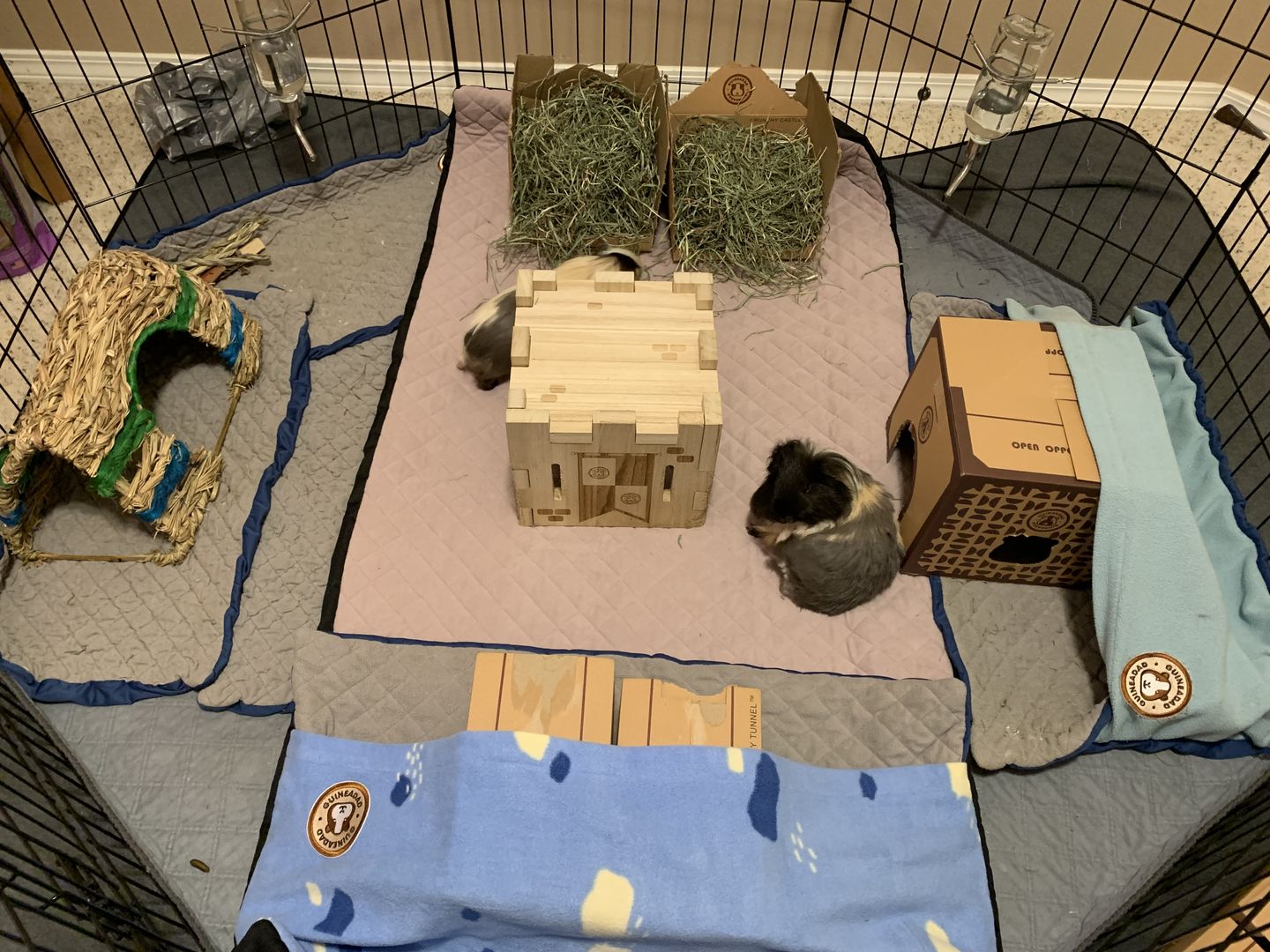 Customer photo review of GuineaDad Liner - Smaller Size Fleece Liner Without Pockets