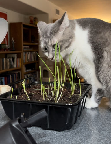 Customer photo review of 4 Cat Grass Seed Pack