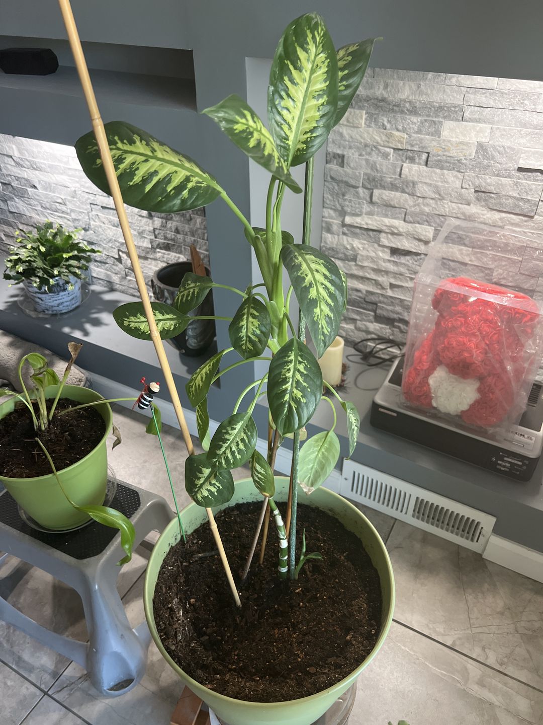 Customer photo review of Ancient Soil
