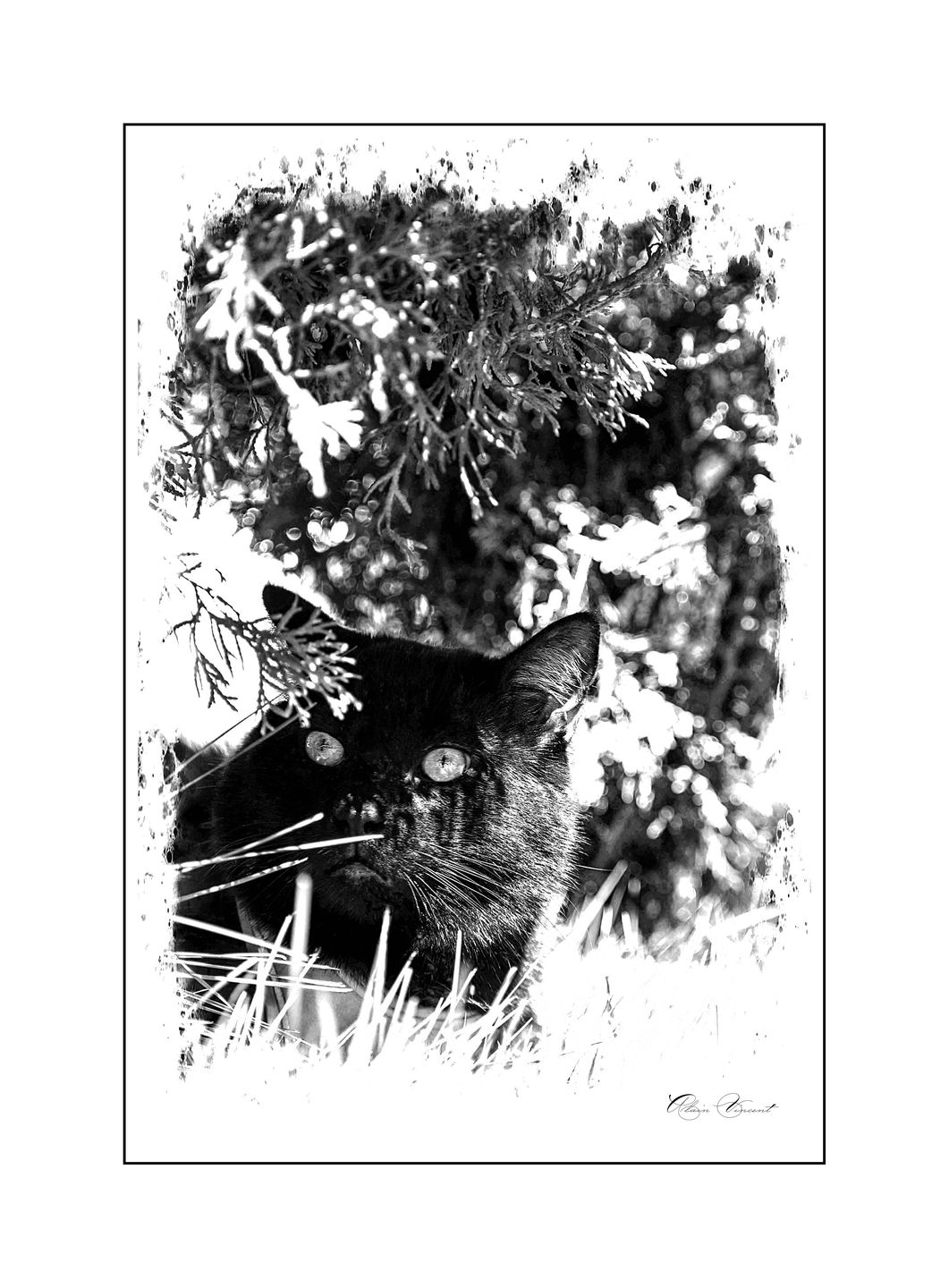 Customer photo review of Revolution Plus For Large Cats 11.1-22lbs (5-10kg)