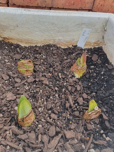 Customer photo review of Hippeastrums