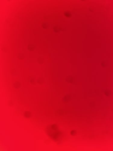 Customer photo review of REVENGE Black Skull Head T-Shirts