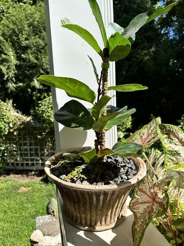 Customer photo of The Original Bendable Coir Pole™ - Best Seller (Tape Included) from Karie L.