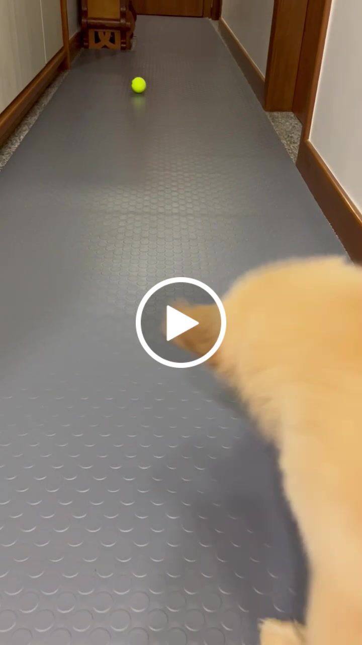 Customer video review of Tapete Moeda