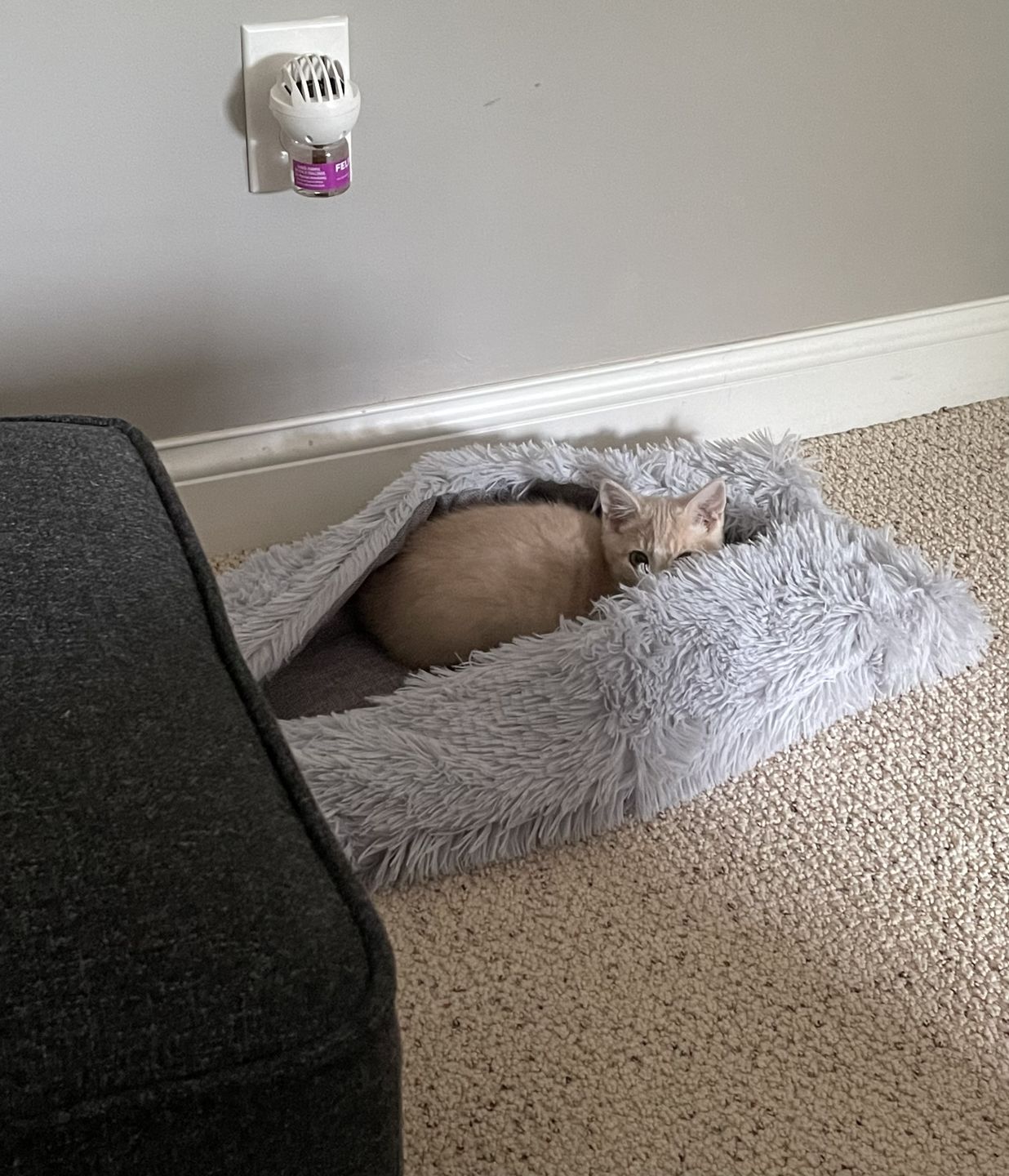 Customer photo review of 2-in-1 Soothing Cat Bed