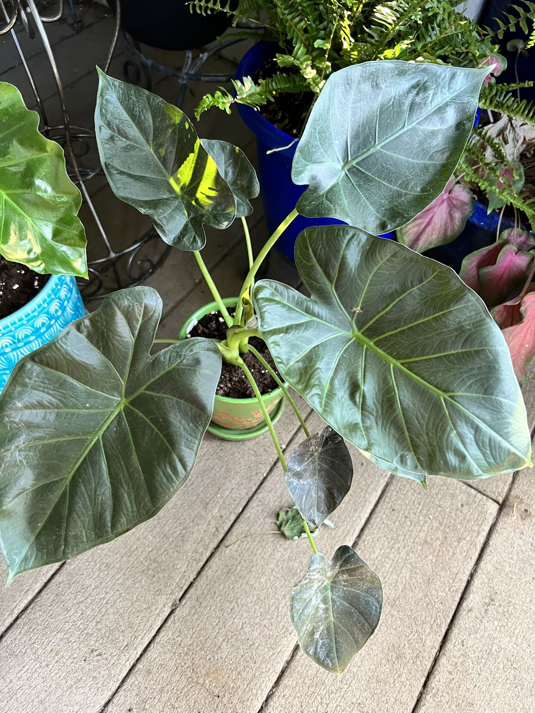 Customer photo review of 4" Alocasia 'Regal Shields'