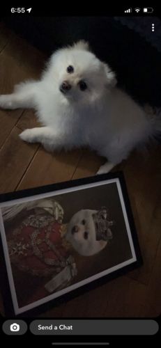 Customer photo review of The Prince - Custom Vintage Pet Portrait