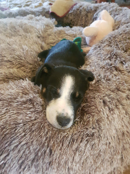 Customer photo review of Calming Dog Bed