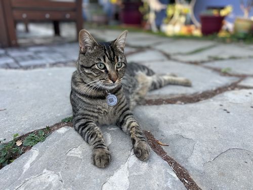 Customer photo review of Yoga Cat