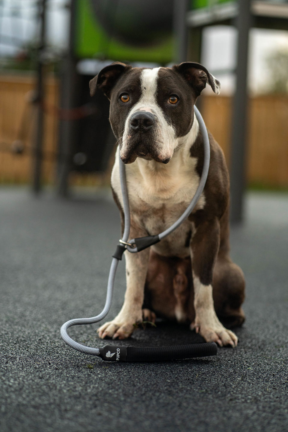 Customer photo review of PUPCO Slip leash - Grey
