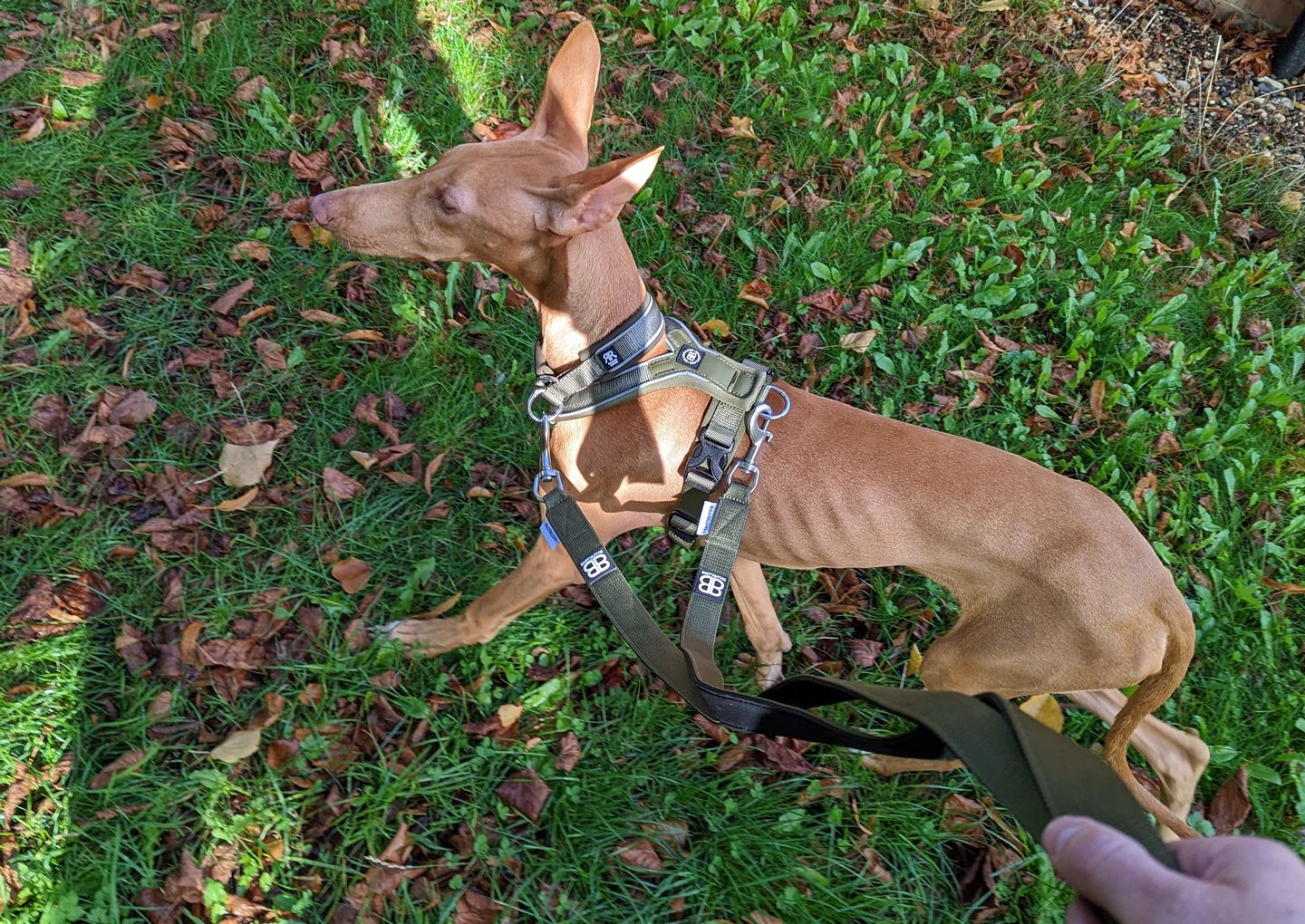 Customer photo review of RR - Slip on Padded Comfort Harness | Non Restrictive & Reflective - Khaki