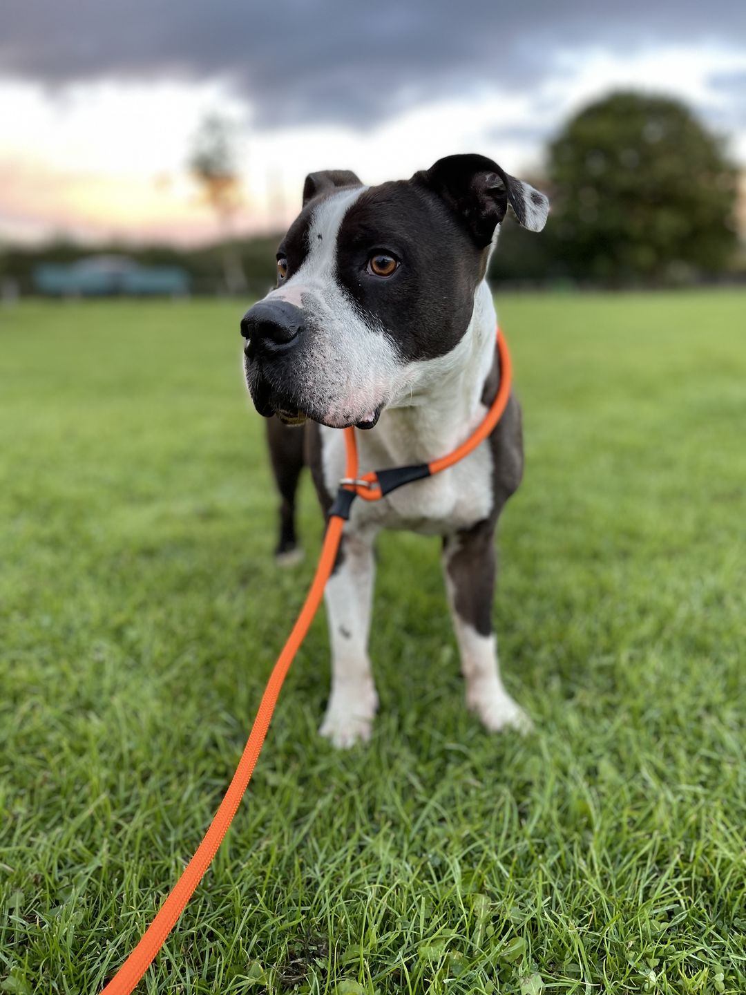 Customer photo review of PUPCO Slip leash - Orange