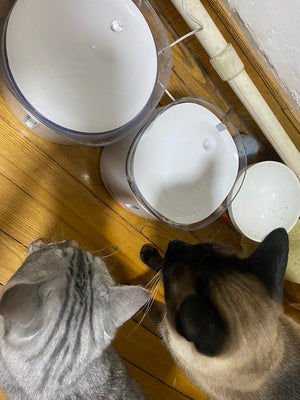 Customer photo review of homerunPET ペットウォーターファウンテン