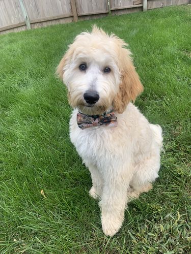 undefined review of Taupe Autumn Floral Bow Tie image 1 out of 1