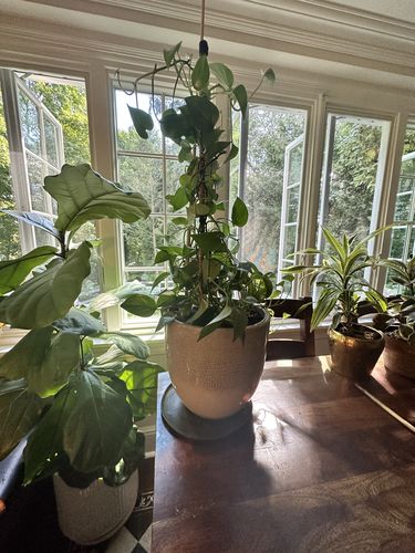 Customer photo of The Original Bendable Coir Pole™ - Best Seller (Tape Included) from Karie L.