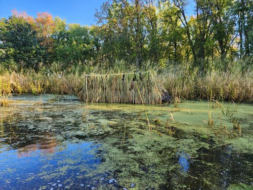 Customer photo review of Hunting Blind Raffia Grass (Pack)