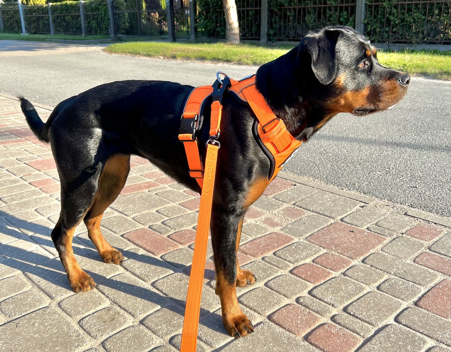 Customer photo review of 1.4m Swivel Combat Lead | Neoprene Lined, Secure Rated Clip with Soft Handle - Orange