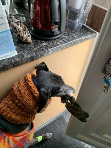 Customer photo review of Rabbit Ears with Hair 1kg