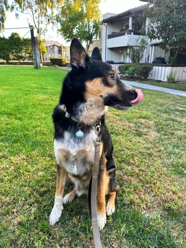 Customer photo review of Explorer