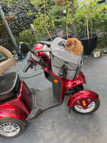 Customer photo review of All In One Pet Carrier Bag | Dog Bike Basket | Backpack for Dogs & Cats | Car Booster Seat