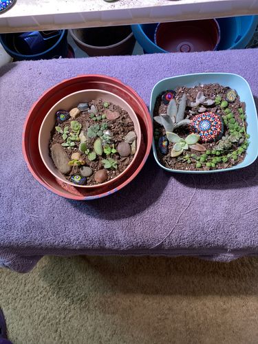 Customer photo review of Succulent Cuttings Variety Pack | Live Succulent Cuttings