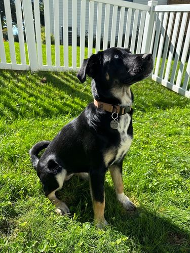 Customer photo review of Salmon Collar