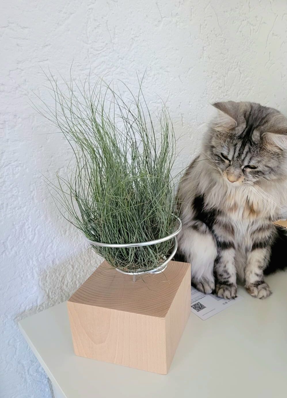 Customer photo review of Tilly Xylo - Gigant