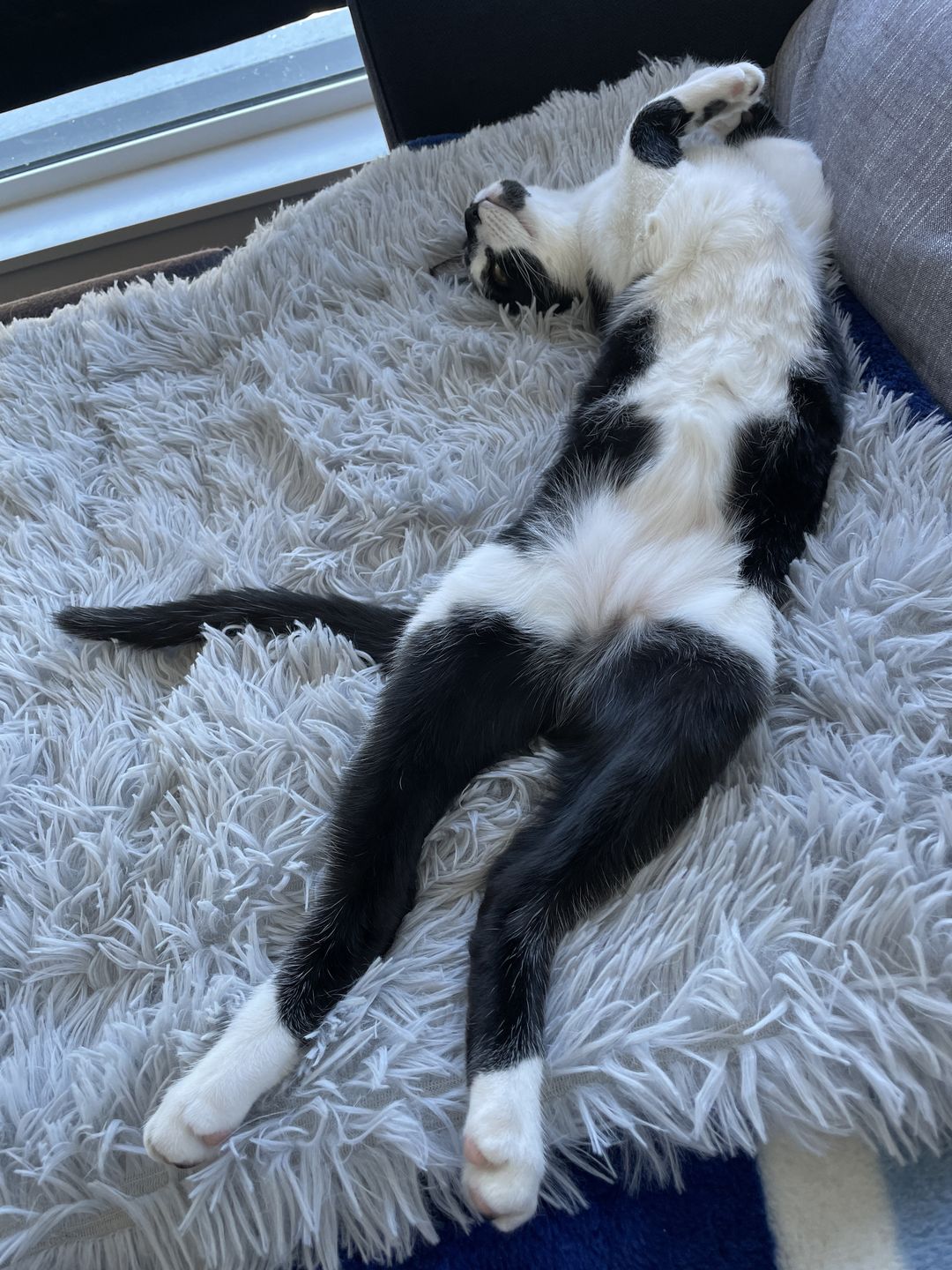Customer photo review of 2-in-1 Soothing Cat Bed
