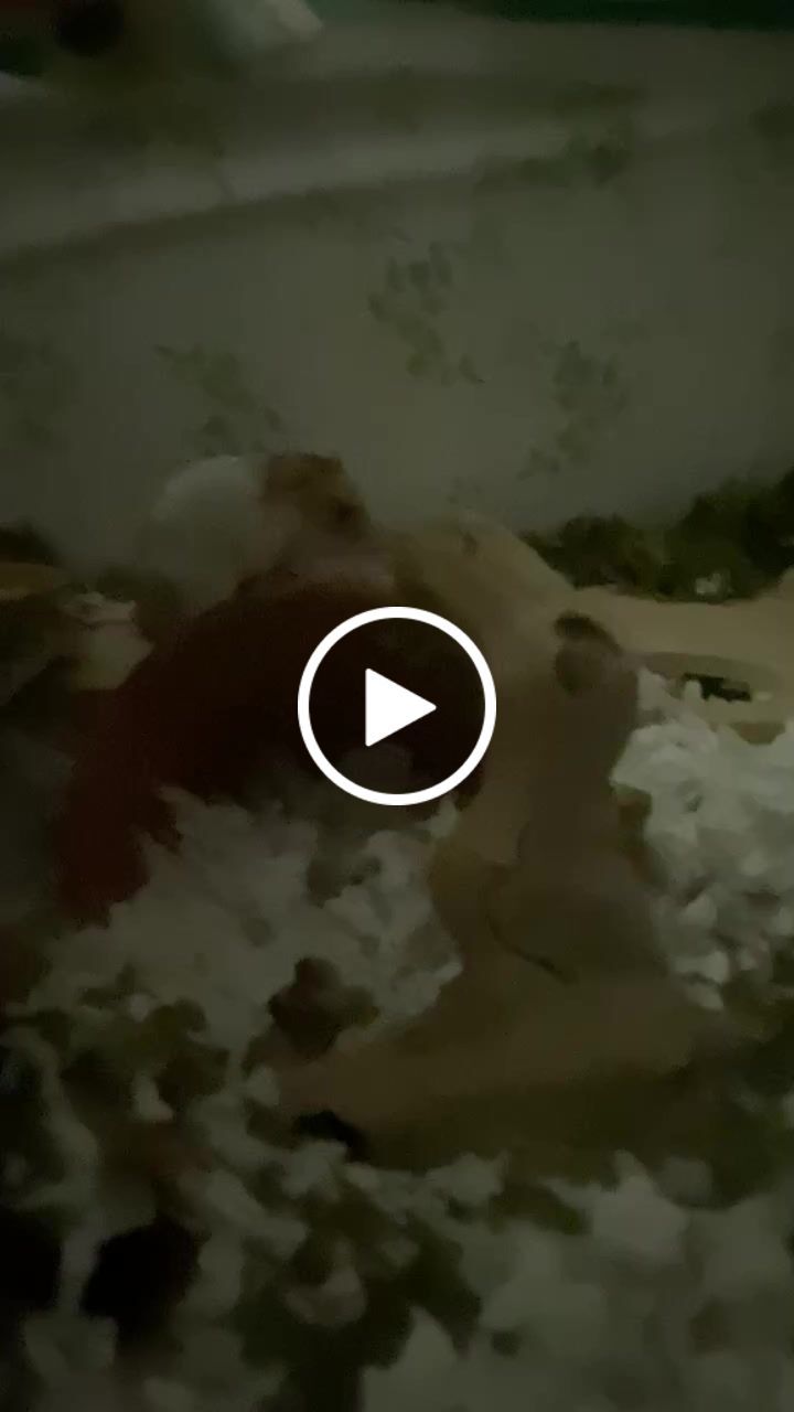 Customer video review of Niteangel Hamster Feeding & Water Bowls - Small Animal Glass Drinking Bowls for Dwarf Syrian Hamsters Gerbils Mice Rats or Other Similar-Sized Small Pets
