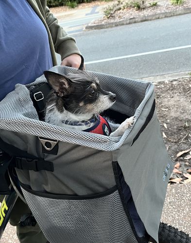 Customer photo review of All In One Pet Carrier Bag | Dog Bike Basket | Backpack for Dogs & Cats | Car Booster Seat